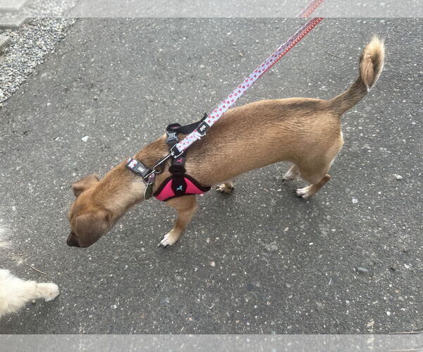 Medium Photo #18 Chihuahua-Unknown Mix Puppy For Sale in Bellevue, WA, USA