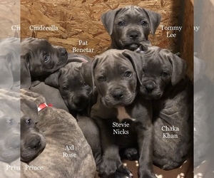 Cane Corso Puppy for sale in NAMPA, ID, USA