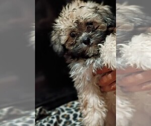 Mal-Shi Puppy for sale in DAHLONEGA, GA, USA