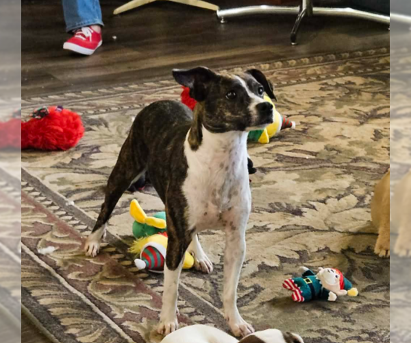 Medium Photo #3 Boston Terrier-Unknown Mix Puppy For Sale in Cranston, RI, USA