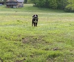 Small #2 Bernese Mountain Dog