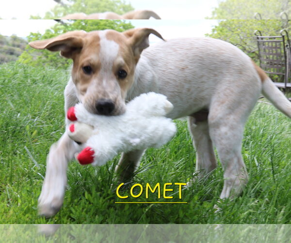 Medium Photo #5 Mutt Puppy For Sale in Tabernash, CO, USA