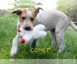 Small #4 Mutt
