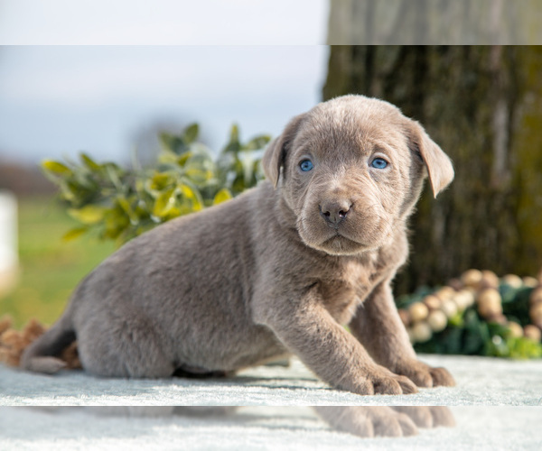 Medium Photo #23 Labrador Retriever Puppy For Sale in HOLMESVILLE, OH, USA