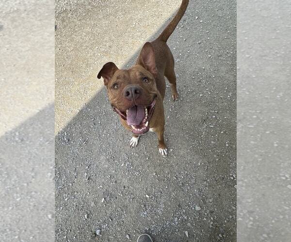 Medium Photo #1 American Pit Bull Terrier Puppy For Sale in Evansville, IN, USA