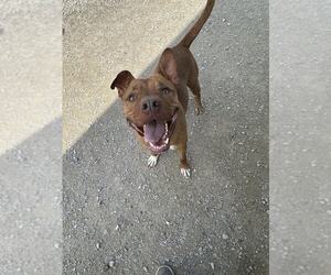 American Pit Bull Terrier Dogs for adoption in Evansville, IN, USA