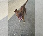 Small American Pit Bull Terrier