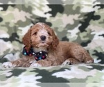 Small Photo #17 Cocker Spaniel-Poodle (Miniature) Mix Puppy For Sale in LAKELAND, FL, USA
