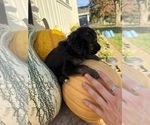 Mr Blue Collar - Male German Shepherd Dog Puppy for Sale - Photo #4