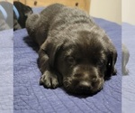 Small Photo #5 Labrador Retriever Puppy For Sale in LEXINGTON, NC, USA