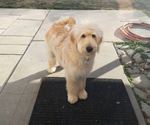 Small Photo #1 Goldendoodle Puppy For Sale in PROVO, UT, USA