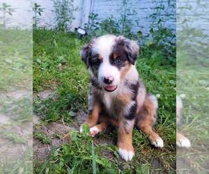 Miniature Australian Shepherd Puppy for sale in PLAINFIELD, IN, USA