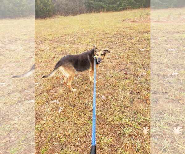 Medium Photo #7 German Shepherd Dog-Unknown Mix Puppy For Sale in Rustburg, VA, USA