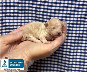 Poodle (Toy) Puppy for sale in WINNSBORO, LA, USA