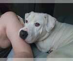 Small #19 American Staffordshire Terrier Mix