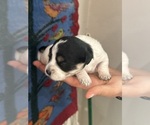 Small #4 Pembroke Welsh Corgi-Poodle (Miniature) Mix