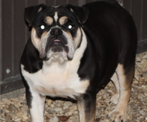 Medium Photo #1 English Bulldog Puppy For Sale in WINNSBORO, TX, USA