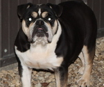 Small Photo #1 English Bulldog Puppy For Sale in WINNSBORO, TX, USA
