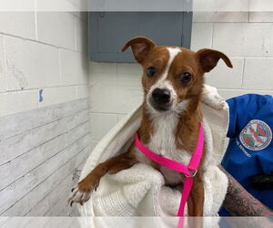 Chihuahua Dogs for adoption in San Bernardino, CA, USA