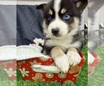 Puppy Holly Pomsky-Shiba Inu Mix
