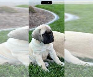 Mastiff-Pyrenean Mastiff Mix Puppy for sale in ATWATER, CA, USA