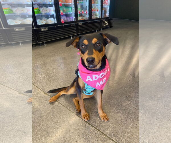 Medium Photo #3 Mutt Puppy For Sale in La Verne, CA, USA