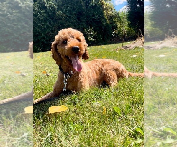 Medium Photo #1 Goldendoodle mix (+ Poodle Miniature) Puppy For Sale in RANDOLPH, WI, USA