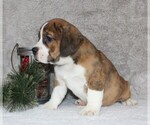 Small Photo #3 Beabull Puppy For Sale in APPLE CREEK, OH, USA