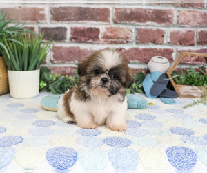 Shih Tzu Puppy for sale in SYRACUSE, IN, USA