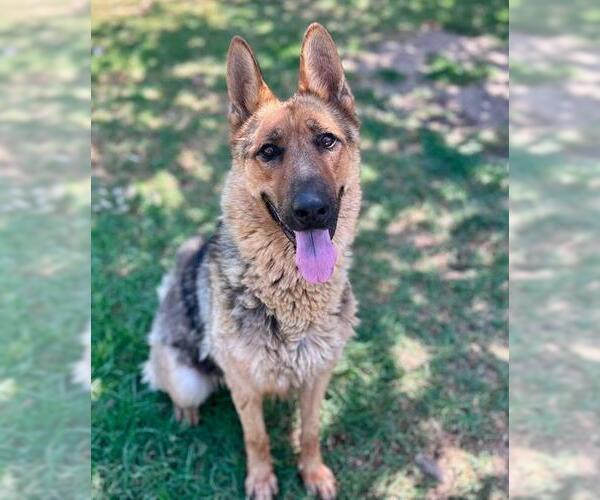 Medium Photo #3 German Shepherd Dog Puppy For Sale in Riverside, CA, USA