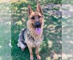 Small #2 German Shepherd Dog