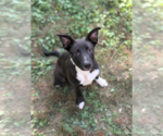 Small #4 Boxador