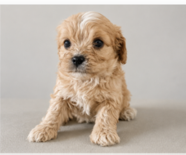 Medium Photo #1 Cavapoo (Miniature) Puppy For Sale in NILES, MI, USA