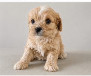 Cavapoo (Miniature) Puppy for sale in NILES, MI, USA