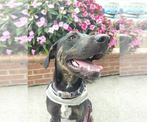 Saoirse Doglando Graduate FH - Female Mutt Dog for Adoption - Photo #5
