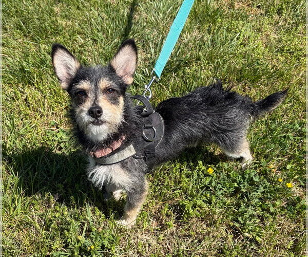 Medium Photo #1 Chihuahua-Unknown Mix Puppy For Sale in Sykesville, MD, USA