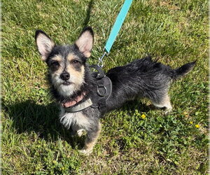 Chihuahua-Unknown Mix Dogs for adoption in Sykesville, MD, USA