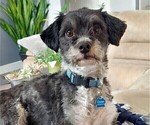 Small Photo #1 Havanese Puppy For Sale in CRETE, NE, USA