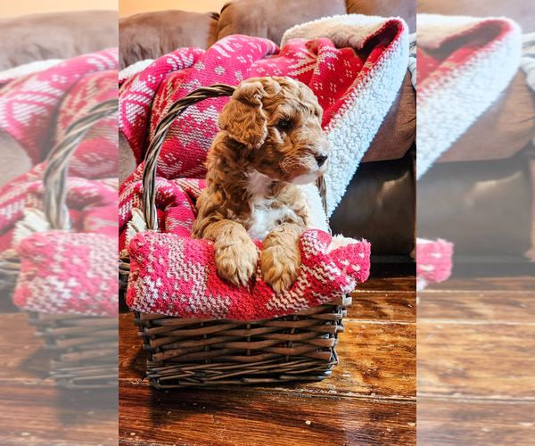 Medium Photo #11 Goldendoodle mix (+ Poodle Miniature) Puppy For Sale in CARLISLE, PA, USA