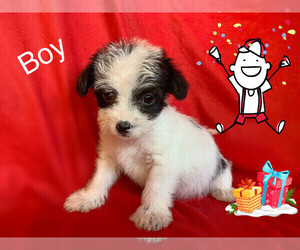 Morkie-Yorkshire Terrier Mix Puppy for sale in SAN FRANCISCO, CA, USA