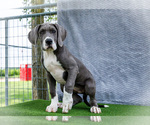 Puppy Karen Great Dane