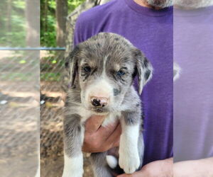 Australian Shepherd-Catahoula Leopard Dog Mix Dogs for adoption in FRAMINGHAM, MA, USA