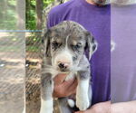 Small Australian Shepherd-Catahoula Leopard Dog Mix