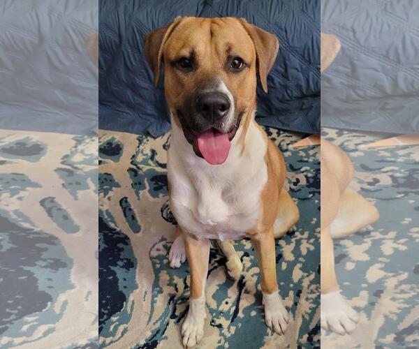 Medium Photo #2 Boxer-Unknown Mix Puppy For Sale in Stanwood, WA, USA