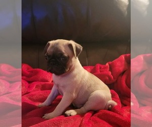 Pug Puppy for Sale in OCALA, Florida USA