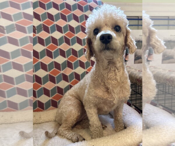 Medium Photo #2 Poodle (Miniature) Puppy For Sale in Pacolet, SC, USA