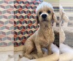 Small #1 Poodle (Miniature)