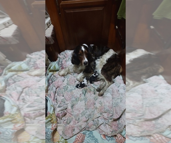 Medium Photo #1 English Springer Spaniel Puppy For Sale in GLEN SAINT MARY, FL, USA