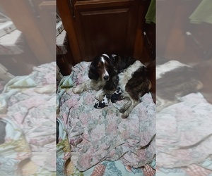 English Springer Spaniel Puppy for Sale in GLEN SAINT MARY, Florida USA