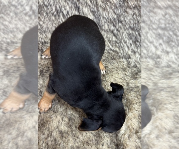 Medium Photo #10 Rat Terrier Puppy For Sale in WHITAKERS, NC, USA